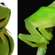 Illustration for article titled Newly discovered frog species looks a lot like Kermit the Frog